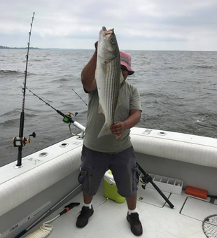 Striped Bass Madness In Chesapeake Bay